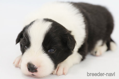 成約済の神奈川県のボーダーコリー-310793の8枚目